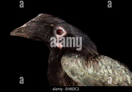 Black Hornbill (anthracoceros malayanus) female Stock Photo