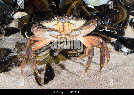 European shore crab, shore-crab, harbour crab, European green crab, Strandkrabbe, Strand-Krabbe, Carcinus maenas, crabe enragé Stock Photo