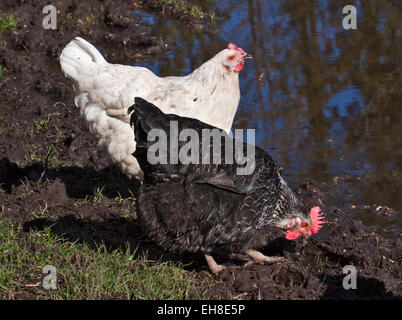 Black and White Hens drinking water from a puddle, UK Stock Photo
