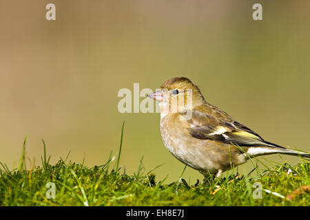 Chaffinch Stock Photo