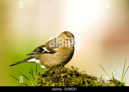 Chaffinch Stock Photo