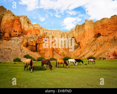 Horses graze on spring-fed green grass in front of red cliffs above the village of Dhakmar, Mustang, Nepal Stock Photo