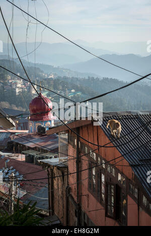 A monkey on a roof above the busy bazaar below The Ridge in Shimla, Himachal Pradesh, India Stock Photo