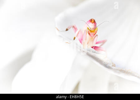 Orchid praying mantis on a white petal Stock Photo