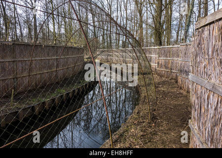 Duck decoy structure used for catching wild ducks showing pipe formed