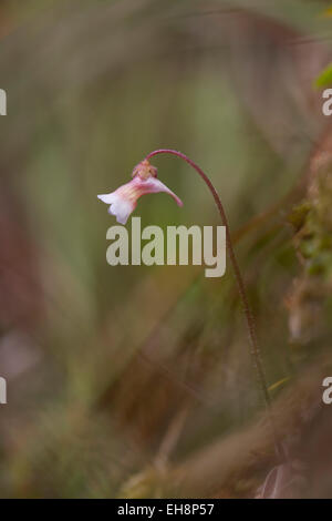 Pale Butterwort; Pinguicula lusitanica; Cornwall; UK Stock Photo