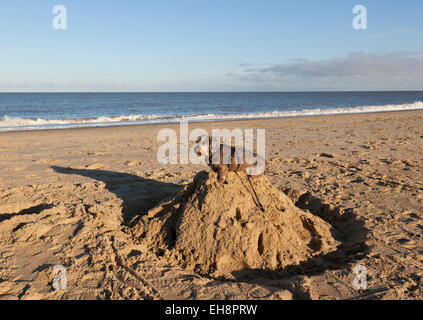 A Miniature Wire Haired Dachshund dog sitting on top of a sandcastle on a beach Stock Photo