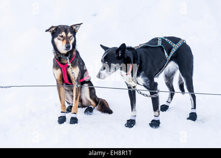 Sled dogs, Lake Louise, Banff National Park, Alberta, Canada Stock Photo