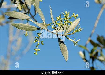 Detail of olive buds on a olive tree in early spring, Tuscany, Italy Stock Photo