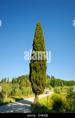 a lonely tree next to a country road in a summer evening Stock Photo ...