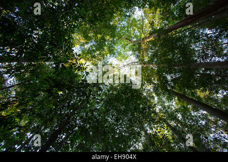 Bottom-up view of tall rainforest trees in Taman Negara National Park, Malaysia Stock Photo