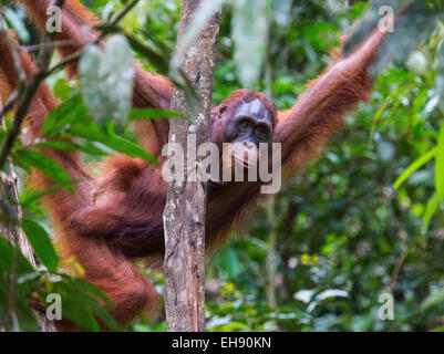 Sub-adult male Bornean orangutan (Pongo pygmaeus), Sarawak, Malaysia Stock Photo
