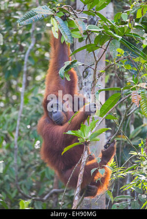 Mother and juvenile Bornean orangutan (Pongo pygmaeus), Sarawak, Malaysia Stock Photo