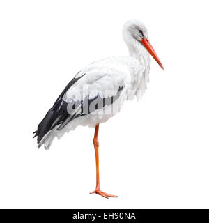 Standing on one leg stork bird isolated on white background Stock Photo