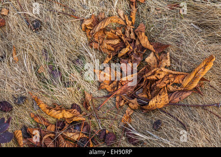 Horse Chestnut leaves and husks laying on flattened grass Stock Photo