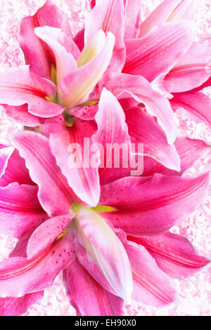 pink lilies on vintage background Stock Photo