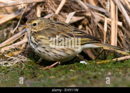 Meadow Pipit; Anthus pratensis Stock Photo