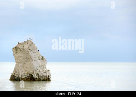 Sea birds on chalk rock, Seaford, East Sussex Stock Photo