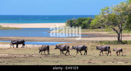 Asian Water Buffalo (Bubalus bubalis) on the coast of Yala National Park, Sri Lanka Stock Photo