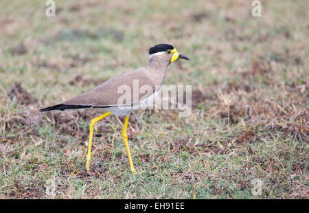 Yellow-wattled Lapwing (Vanellus malabaricus), Yala National Park, Sri Lanka Stock Photo