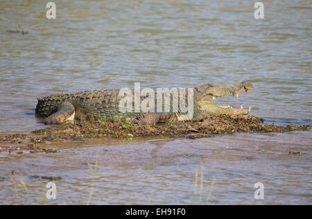 Large Mugger Crocodile (Crocodylus palustris), Yala National Park, Sri Lanka Stock Photo