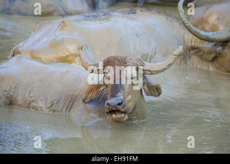 Asian Water Buffalo (Bubalus bubalis) wallowing in a muddy natural pool, Yala National Park, Sri Lanka Stock Photo
