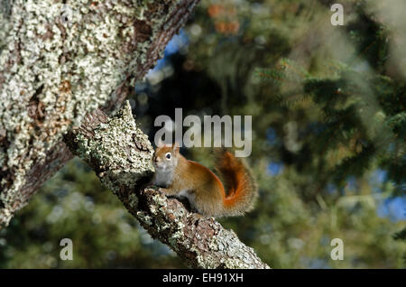 An American Red Squirrel looks warily at the photographer. Stock Photo