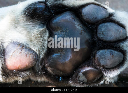 A closeup look of a young male tiger's paw. Stock Photo