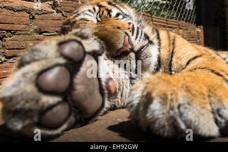 A closeup look of a young male tiger's paw. Stock Photo