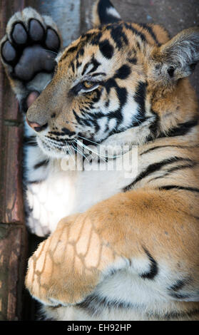 A closeup look of a young male tiger's paw. Stock Photo