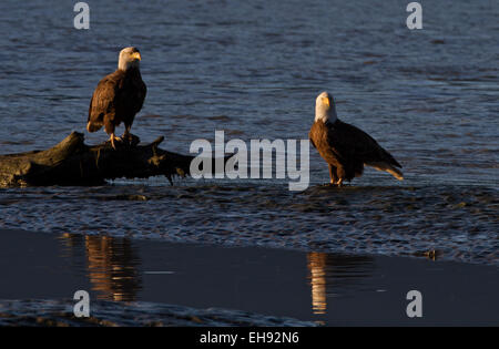 Adult bald eagles (Haliaeetus leucocephalus) at twilight in Valdez, Alaska Stock Photo