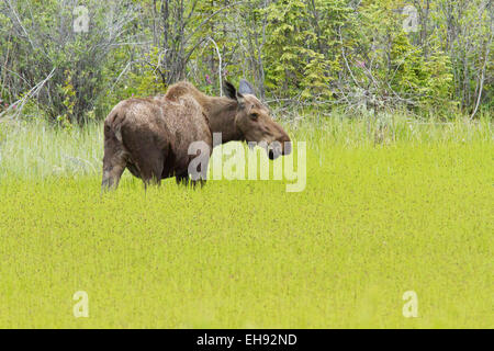 Moose (Alces americanus) along the Alaska Highway in the Yukon Territory, Canada Stock Photo
