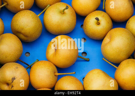 Nashi pears lay in a blue box on sale at a Chicago farmers market. Stock Photo