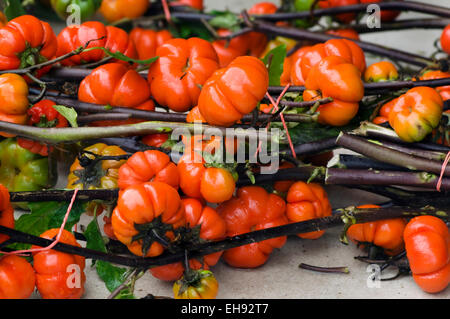 Jiló (Scarlet eggplant) is a fruit known for its bitter taste, widely  consumed in Brazi. Photographed on imperial palm leaf Stock Photo - Alamy