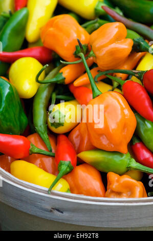 Hot peppers in a wooden basket for sale at a Chicago farmers market. Stock Photo