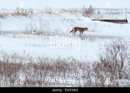 A coyote goes across a snow covered field in Indiana. Stock Photo