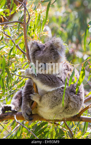 Koala (Phascolarctos cinereus) resting in a eucalyptus tree in the wild, Victoria, Australia Stock Photo