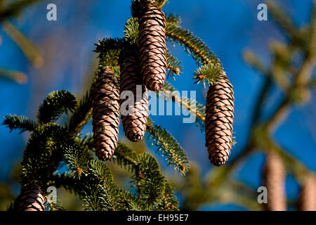 Pine cone seeds hang from an evergreen tree Stock Photo - Alamy