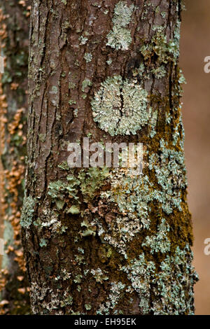 Green lichen grows on a tree in the forest. Stock Photo