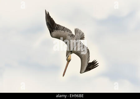 A pelican is diving for food against a cloudy sky background Stock Photo