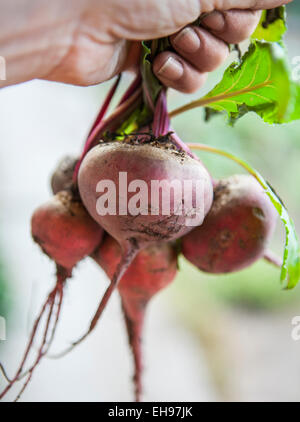 woman's hand holding bunch of freshly pulled beets, still dirty Stock Photo