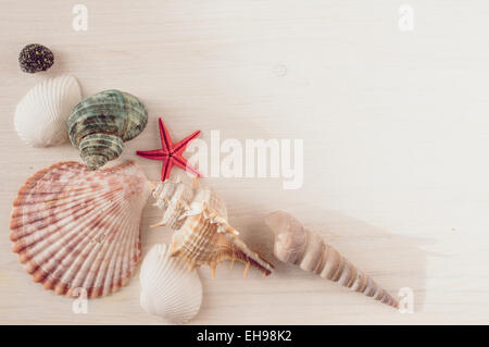 Seashells on a white wooden board for background Stock Photo
