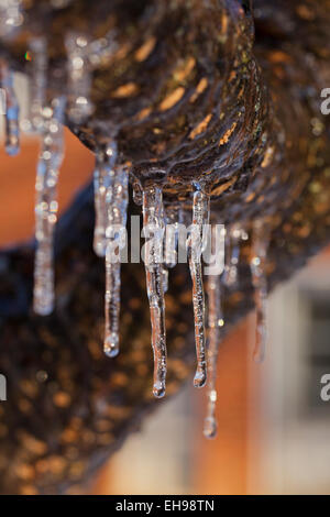 Icicles forming on tree branch - USA Stock Photo