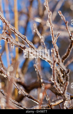 Tree branch covered in ice - Virginia USA Stock Photo