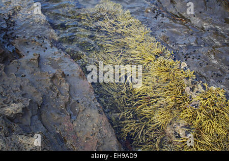 Neptune's necklace and sea rocks Stock Photo