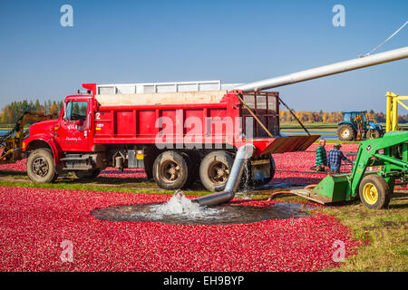 The cranberry harvest at the Vilas Cranberry Farm in Manitowish Waters, Wisconsin, USA. Stock Photo