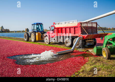 The cranberry harvest at the Vilas Cranberry Farm in Manitowish Waters, Wisconsin, USA. Stock Photo