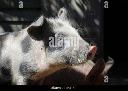 Pigs at Glenburn, Wairarapa, North Island, New Zealand Stock Photo