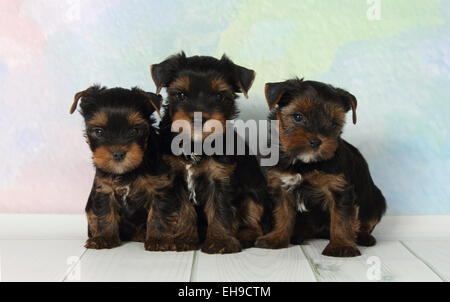 Three puppies Yorkshire terrier Stock Photo