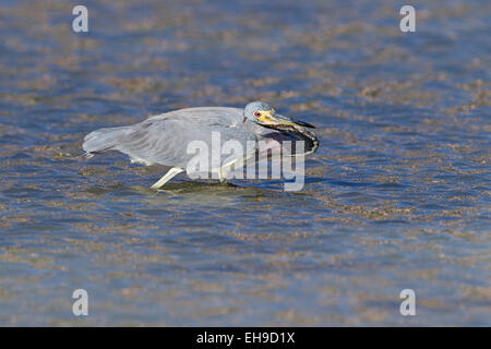 tricoloured heron (Egretta tricolor) adult fishing in shallow water, Everglades, Florida, USA Stock Photo